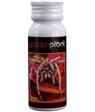 Agrobacterias - Spider Plant (15ml)